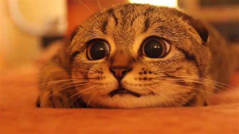 Cute Scottish Fold Kitten Prepares To Pounce Youtube