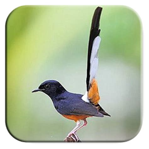 Logo burung murai batu png. Harga Murai Batu Terbaru 2016: Harga Jual Burung Murai Batu Medan Terbaru 2017