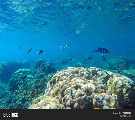 Coral Reef Tropical Image And Photo Free Trial Bigstock