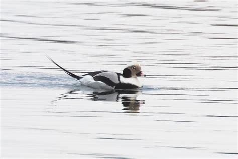 Long Tailed Duck By Chris Teague Birdguides