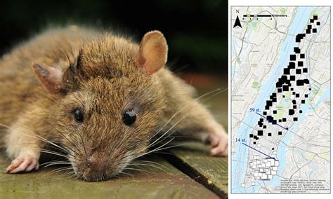 New York Rats Have Different Dna Depending On Location Daily Mail Online