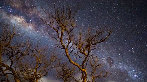 Milky Way Galaxy Tree Dark 4k Hd Nature 4k Wallpapers Images
