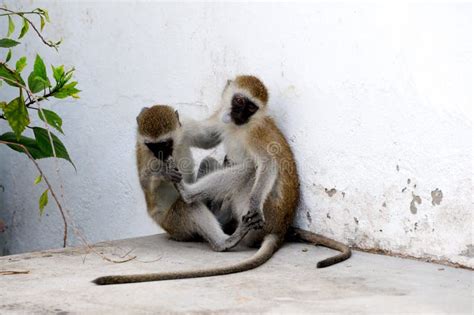 Two Monkeys Sitting And Play Stock Photo Image Of Hampi Resting