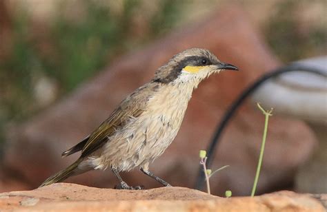Richard Warings Birds Of Australia Backyard Bird List