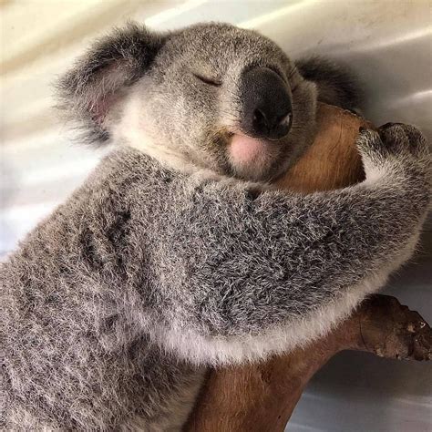Koala🐨 On Instagram “how Would You Caption This🐨 Tag A Koala Lover👇