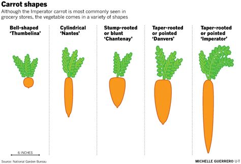 Garden Mastery Regions Long Season Gives Ample Time To Grow Carrots