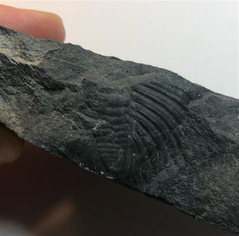 Helderberg Group Fossils Fossil Id The Fossil Forum