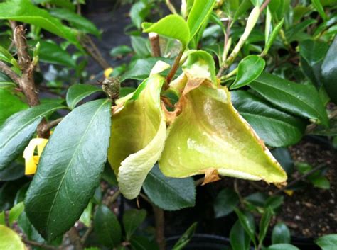 See 34 unbiased reviews of leaf & co. Camellia Leaf Gall | Camellia, Plants
