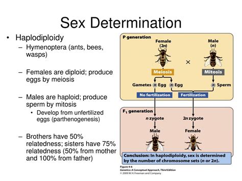 Ppt Chapter 4 Sex Determination And Sex Linked Characteristics Free Nude Porn Photos