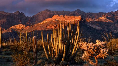 Organ Pipe Cactus National Park In Arizona Wallpaper Other