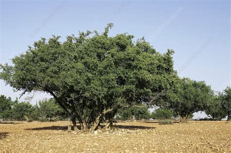 Argan Tree Morocco Stock Image C0015250 Science Photo Library