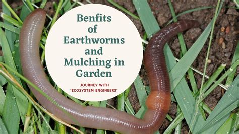 Benefits Of Earthworms And Mulching In Home Terrace Garden Seedbasket