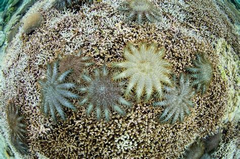 Crown Of Thorns Starfish Outbreak On Coral Reef Stock Image Image Of