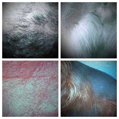 Guide To Canine Skin Diseases And Conditions Pictures And Dog Skin Advice
