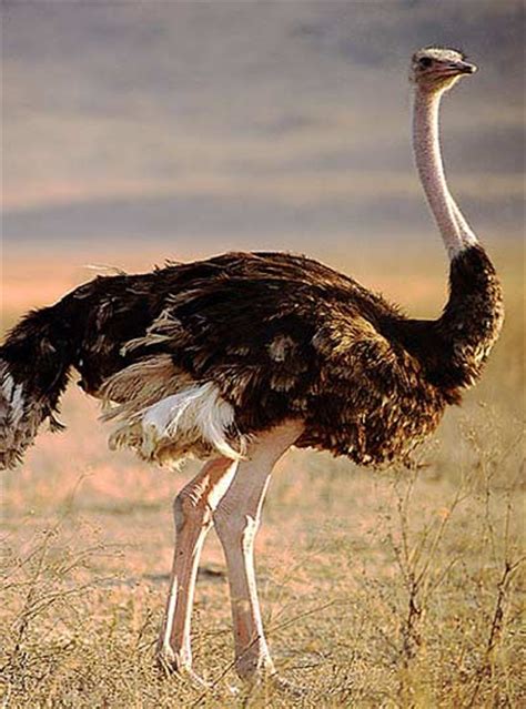 At least once a week. Ostrich - The Largest Bird with the Biggest Eyes | Animal ...