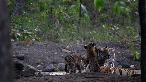 Tiger Cubs Of Tipeshwar Playing In Water Tigers Of Maharashtra Youtube