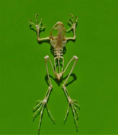 Golden Tree Frog Skeleton Polypedates Leucomystax 4 5 Fast From Usa