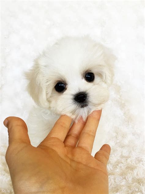 Teacup Maltipoo Puppy For Sale Marshmallow Iheartteacups