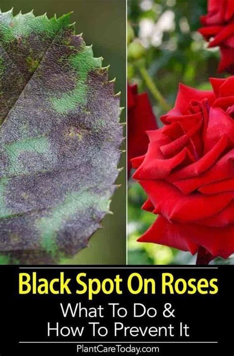 Milk And Water To Control Black Spot On Roses Rose Bush Care Rose Care Roses Garden Care