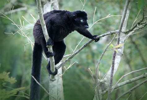 Blue Eyed Black Lemur Wikipedia