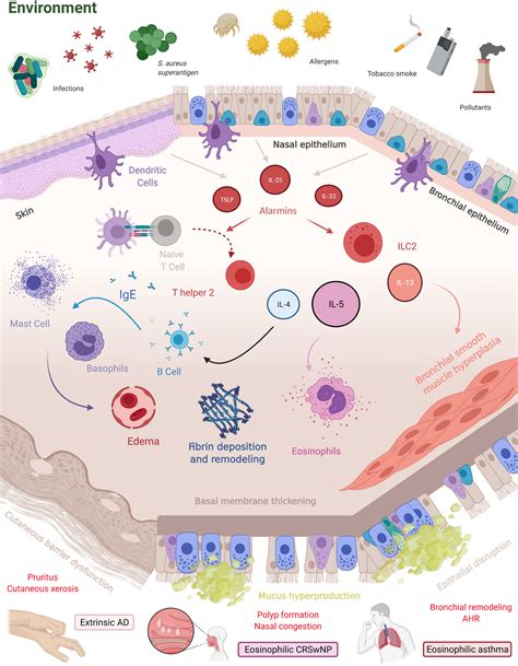 Type 2 Immunity‐driven Diseases Towards A Multidisciplinary Approach