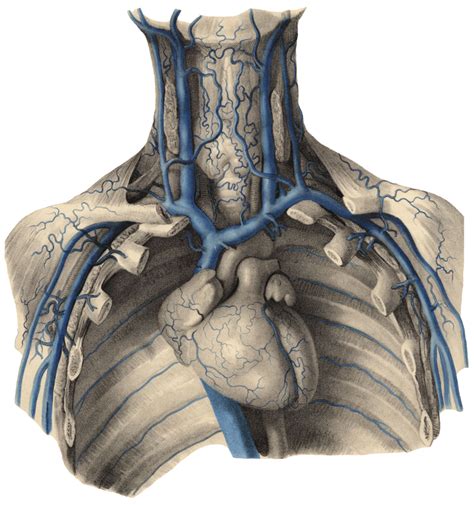 Innominate Vein Anatomy