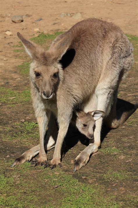 Mother And Baby Kangaroo Stock Photo Image Of Hopping 42252432