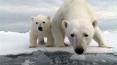 Polar Bear: Spy on the Ice | Eden Channel