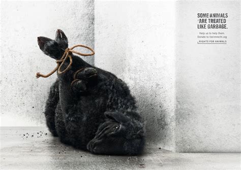 Foundation Tier Im Recht Pike Sheep Horse • Ads Of The World™ Part