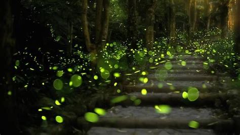 Purushwadi Fireflies Festival 2023 Treks And Trails India