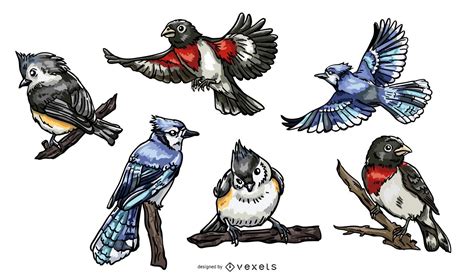 Realistic Birds Illustration Pack Vector Download