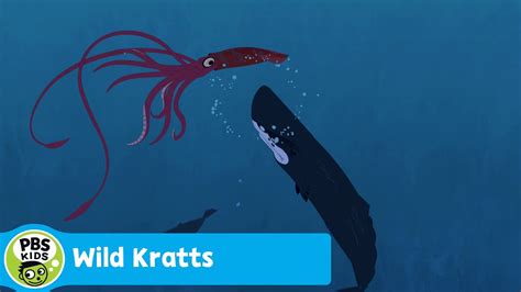 sperm whale vs giant squid wild kratts