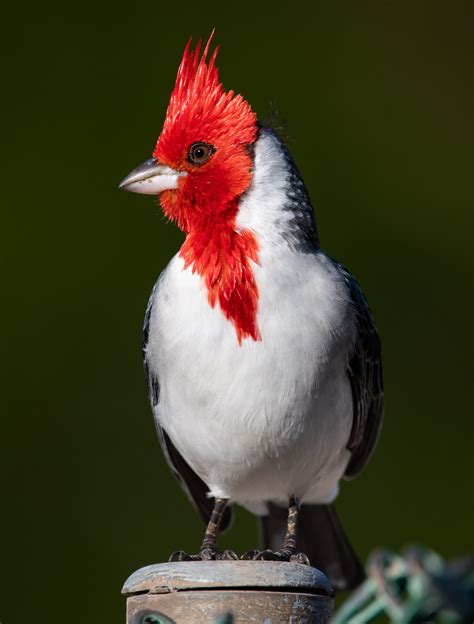 The Red Crested Cardinal Mason Maron Even Though Its Not Really A