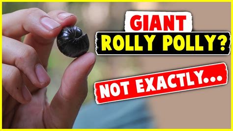 Giant Rolly Polly Not Exactly Youtube