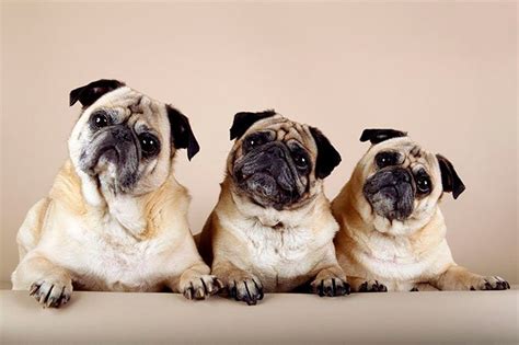 Pug Dog Breed Information Pictures Characteristics And Facts Dogtime