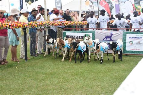 Uganda Royal Ascot Goat Races Returns Next Month At Speke Resort