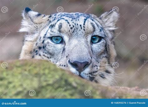 A Snow Leopard Head Stock Photo Image Of Cold Beautiful 168393276