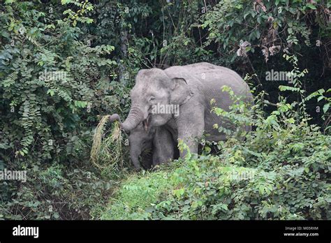 Borneo Pygmy Elephant ‎elephas Maximus Borneensis Feeding Sukau