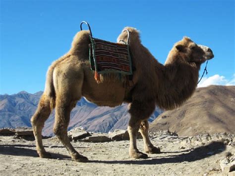 How does the color of a camel's coat help it to survive in the desert? Bactrian Camel Facts, History, Useful Information and ...