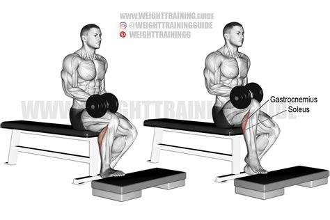 Seated Dumbbell One Leg Calf Raise Exercise Instructions And Video In
