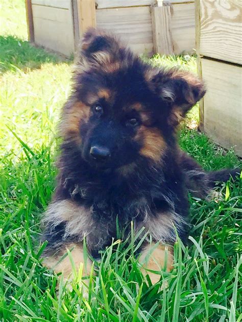 Puppies have the beautiful black/tan colors with some red as seen in pictures. Runa, eight weeks old - Carole's newest, another long coat ...