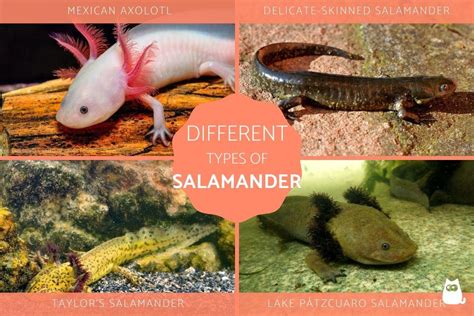 10 Different Types Of Salamander Species Colors And Patterns