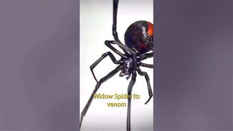 These Are The Top 5 Deadliest Spiders 🕷️ Youtube