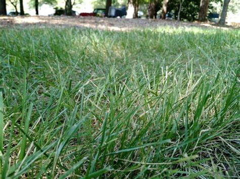 4 Best Types Of Grass For Arkansas And How To Grow Them