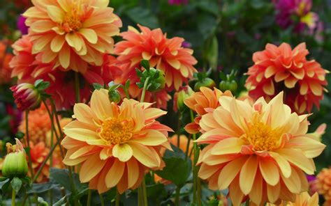 Dahlia Flower Garden Plants Light And Dark Orange Colored 4k Ultra Hd