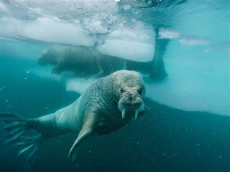 Picture Of An Atlantic Walrus In The Waters Off Greenland Arctic