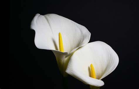 Calla Lily Division When And How To Divide A Calla Lily Plant