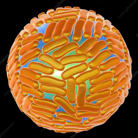 Zika virus, illustration - Stock Image - F012/9121 - Science Photo Library