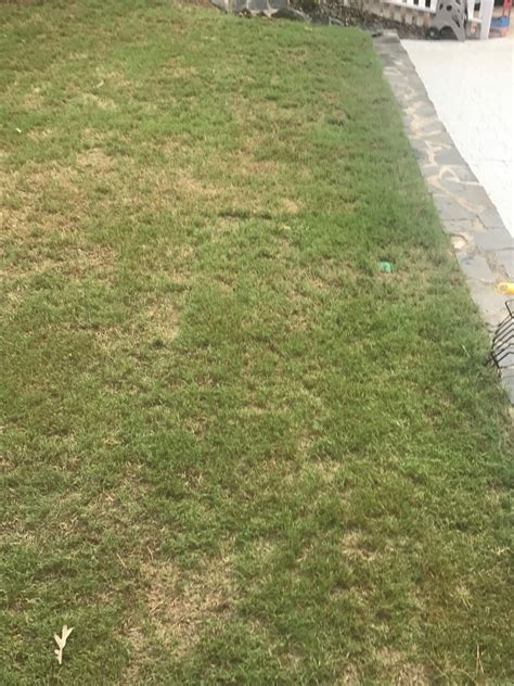 Learn how to keep your new sodded lawn looking beautiful with these great tips and helpful instructions. Help new Bermuda sod looks rough! | Page 2 | LawnSite.com ...