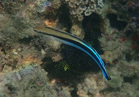 False Cleanerfish Aspidontus Taeniatus Bali Wildlife